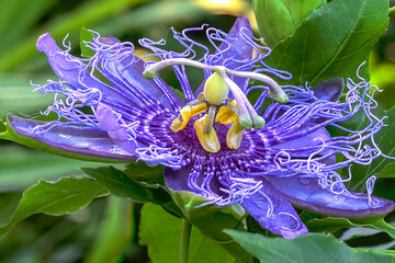 Passion flower
