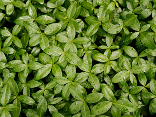 rain drops on periwinkle covering the ground