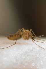 Mosquito on Sugar