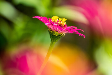 Zinnia Closeup