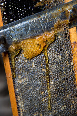 The process of honey extraction at a small beekeeping farm in Mendocino, California.