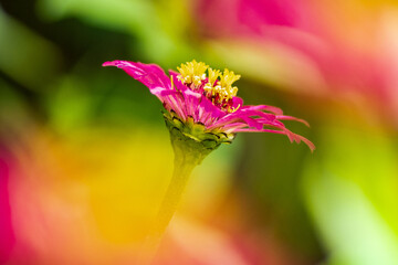Zinnia Macro