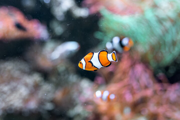 Fototapeta na wymiar clown fish. nemo. aquarium public. 