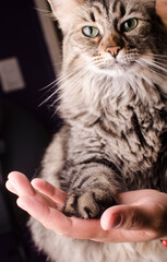 Patita de gato con mano humana  amistad amor adopción familia cariño mascota gatos bonitos ternura