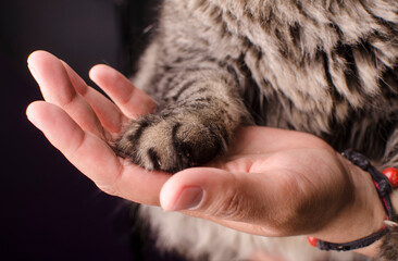 Patita de gato con mano humana  amistad amor adopción familia cariño mascota gatos bonitos ternura