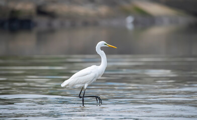Obraz premium Egret Wading in shallow edge of lake looking for fish