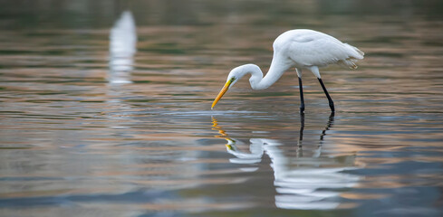 Egret Wading in shallow edge of lake looking for fish