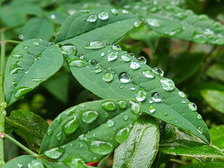 a leaf with water droplets
