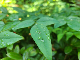 a leaf with water droplets