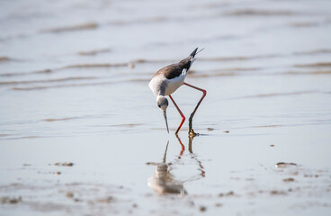 Black-Winged Stilt in Shallow Water (Himantopus himantopus) Wader Bird Stilt