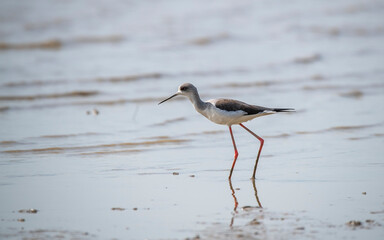 Obraz premium Black-Winged Stilt in Shallow Water (Himantopus himantopus) Wader Bird Stilt