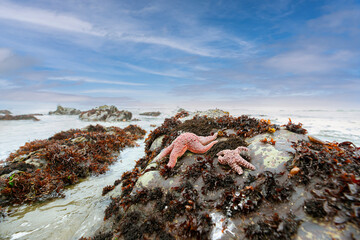 Coastal scenic view two sea stars on rocks in tide pool at low tide in Northern California - 449779300