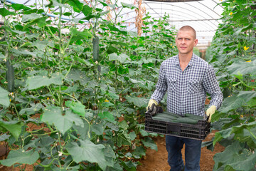 Man carrying box full of cucumbers inside big hothouse