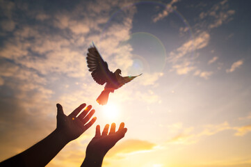 Hands praying and free bird pigeon enjoying nature on sunset background, freedom, hope, faith, belief, better future, independence day, liberty