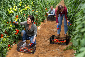 Girl, man and woman harvesting tomatoes in large orchard © JackF