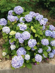 Hydrangea in August