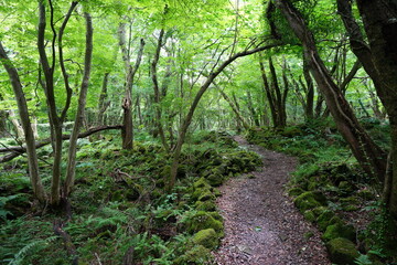 a fascinating summer forest in the sunlight