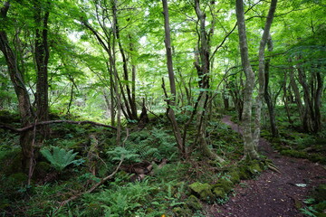 a fascinating summer forest in the sunlight