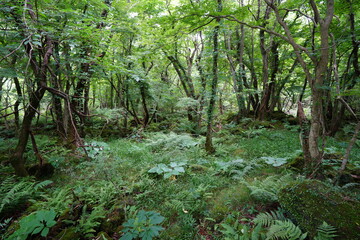 a flourishing summer forest