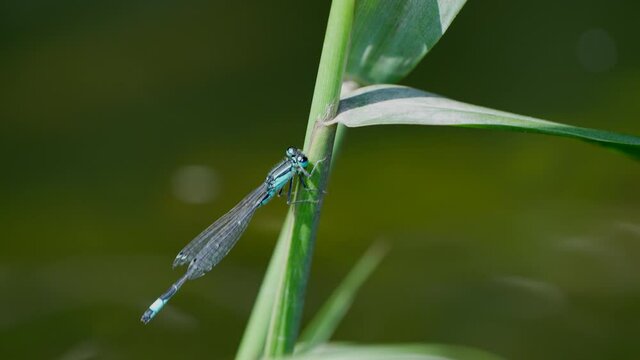 Macro close up of blue colored northern bulet dragonfly rest on plant flys away - Slow motion shot in front of nature lake