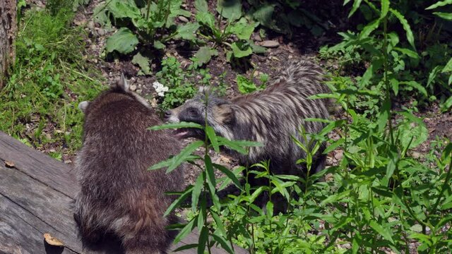 Close up shot of wild raccoon and raccoon dog meeting in wilderness during sun