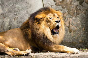 雄ライオンのあくび　広島県広島市安佐動物公園