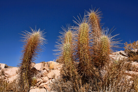 Cactus above Pisco Elqui town in the Elqui Valley, Chile