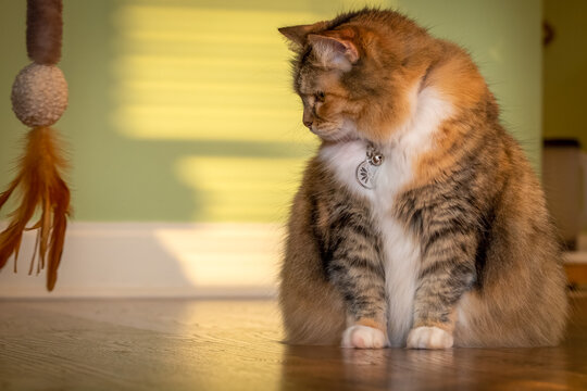 A Munchkin Breed Cat Nonchalantly Stares At A Dangling Toy.. Good For A Meme Of Not Interested.