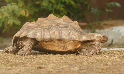 African spurred tortoise on grass
