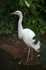 single Great egret, great white heron in bush near river, wildlife close up photo