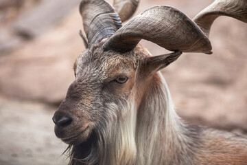 close up portrait of Markhor on rocks, wild life, horizontal photo