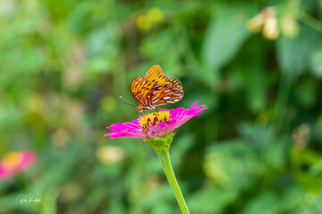 Gulf Fritillary Butterfly on Zinnia
