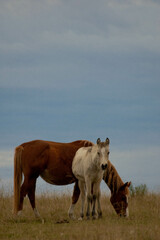 Two horses eating grass in the field