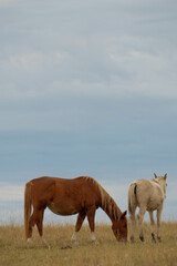 Fototapeta premium Two horses eating grass in the field