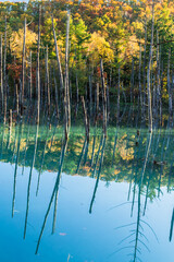 紅葉に燃える北海道青い池