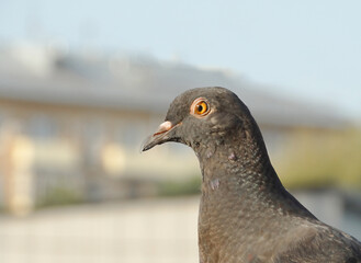 Urban pigeon close up on blurred background