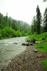 Obraz premium The rocky bank of a beautiful mountain river flowing through the summer forest after the rain.