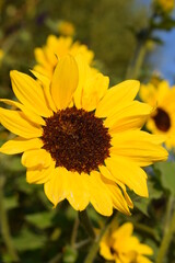 Closeup shot of a sunflower facing the sunlight at golden hour with other sunflowers and a hint of blue sky in the background