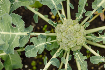 Broccoli cabbage on bed shaping cabbage head