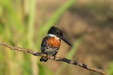 Image of a perched Green Kingfisher. Photo taken in late afternoon light in western Panama, Central America.