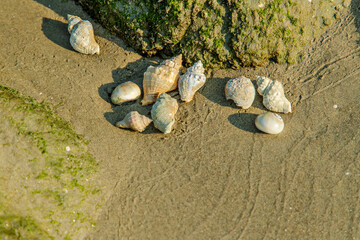 Sand Snails on the Beach in Louisiana