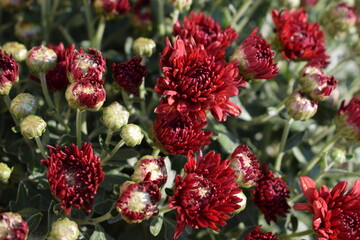 Horizontal Macro High Exposure Shot of Deep Red Mums