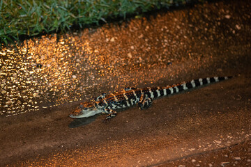 A baby Alligator is on the street in the night