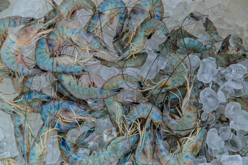 Obraz premium Live Big Shrimp fresh From the Louisiana Shore