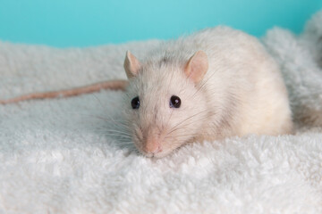 White pet rat portrait on a blanket