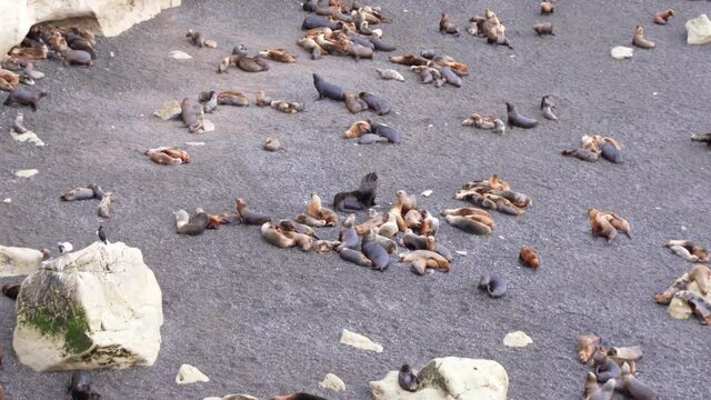 Birds flying over the sea wolf in the coastal beach with the rocky ice reef on behind. Stones scattered under the rocky reef on the coastal beach. 