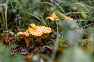 Wild golden-colored chanterelle mushrooms in forest