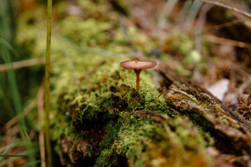 Inedible toadstool mushroom grows on an old log with moss in forest