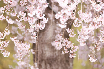 春に咲くピンク色の枝垂れ桜のズームアップ　広島県三原市三景園