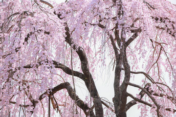 春に咲くピンク色の枝垂れ桜のズームアップ　広島県三原市三景園